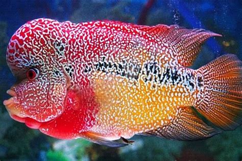 jenis ikan louhan lokal  Penamaan dari ikan ini bukanlah karena warna tubuhnya yang merah, tetapi karena perilakunya yang agresif